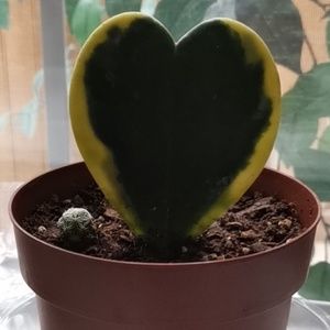 Meet your Posher, Dan